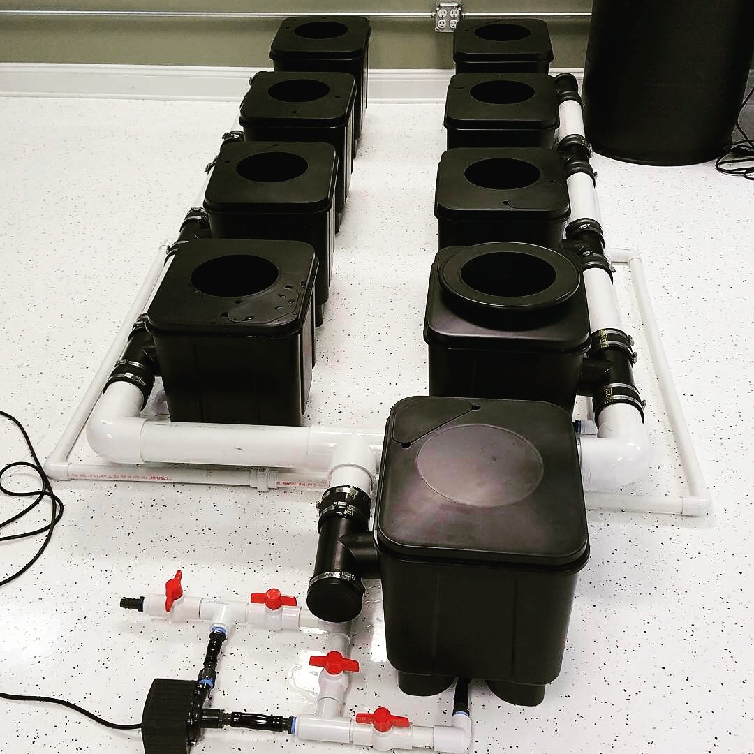 slucketbuckets's tweet image. #Posiflow by #Slucket is #RDWC at its best! 
#dwc #mmj #ommp #mmmp #hydro #mmp #grow #rosin #shatter #dabs #kush #bho #hash #slucketbuckets