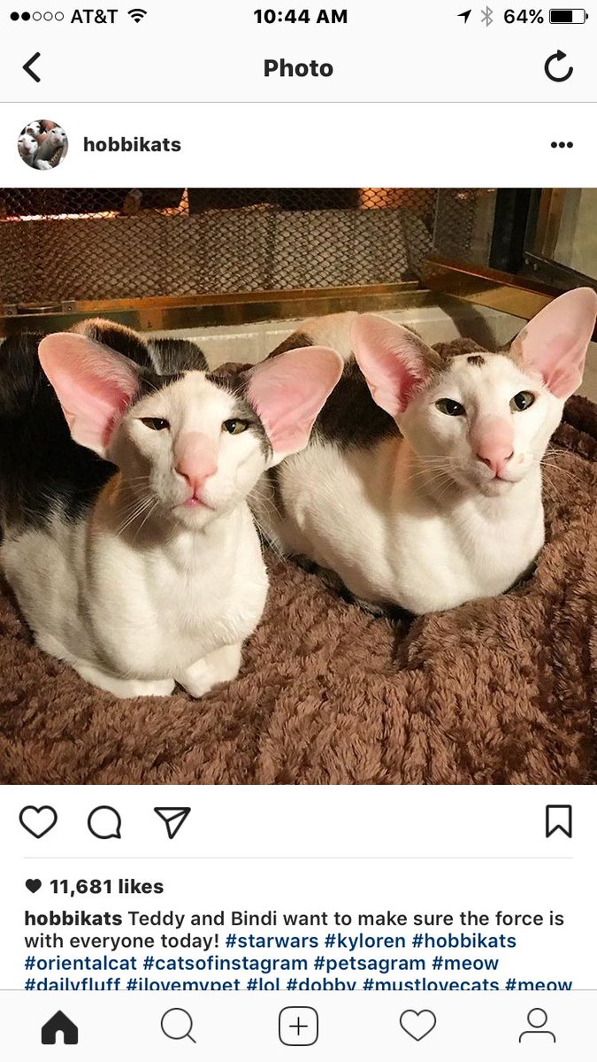 jpharrison's tweet photo. @Kmarkobarstool you look like these cats https://t.co/OuMRwzf1Kt