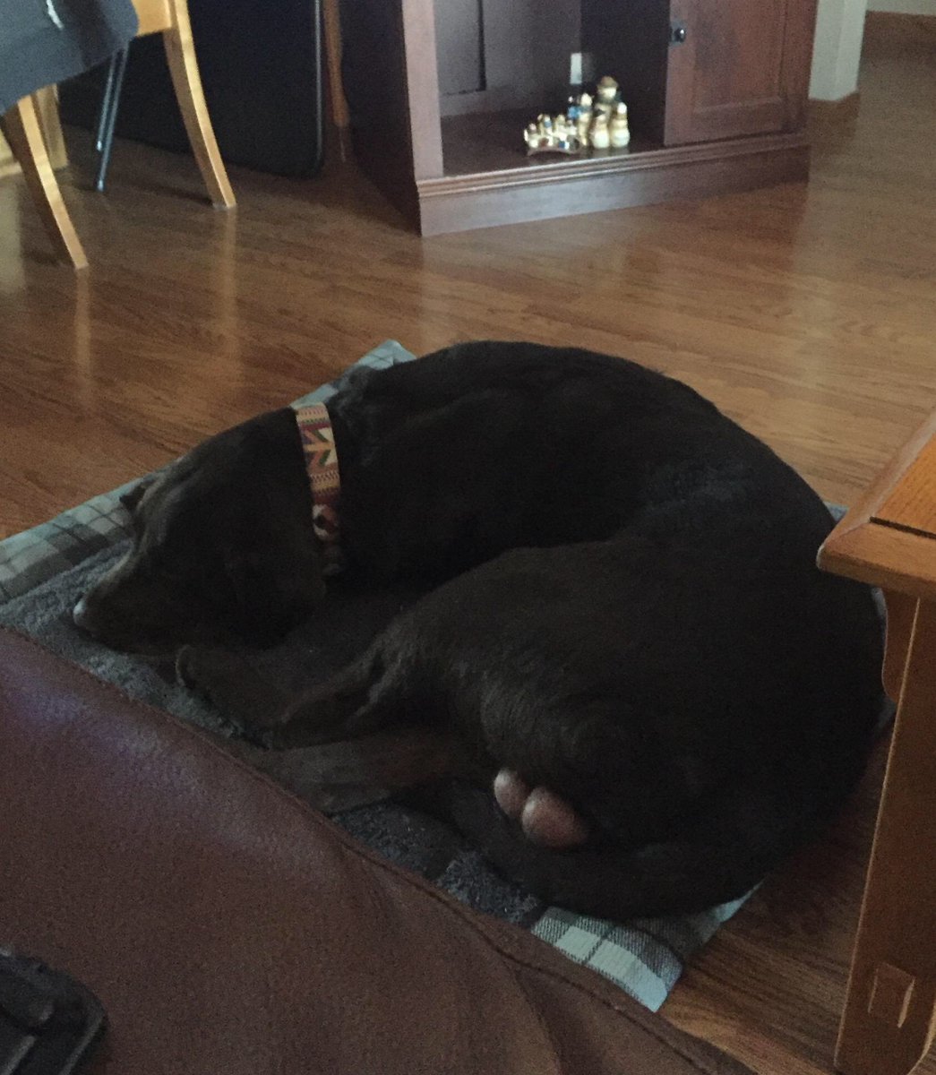 bremsdog tweet picture