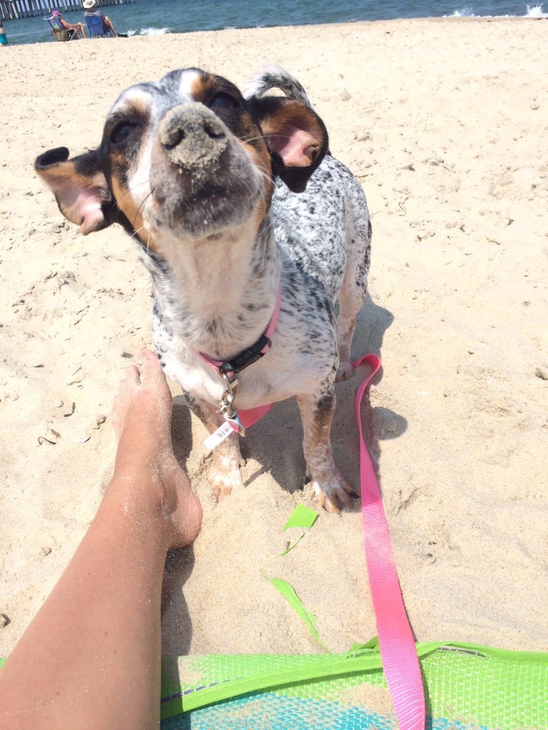 dogfather's tweet photo. Calling on my NC pals to share this https://t.co/ljMTSTfKbz
