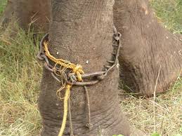 sanmarino397's tweet image. Elephants in India/Thailand have no rights. They spend their lives chained, w. spikes around their legs #OpElephant