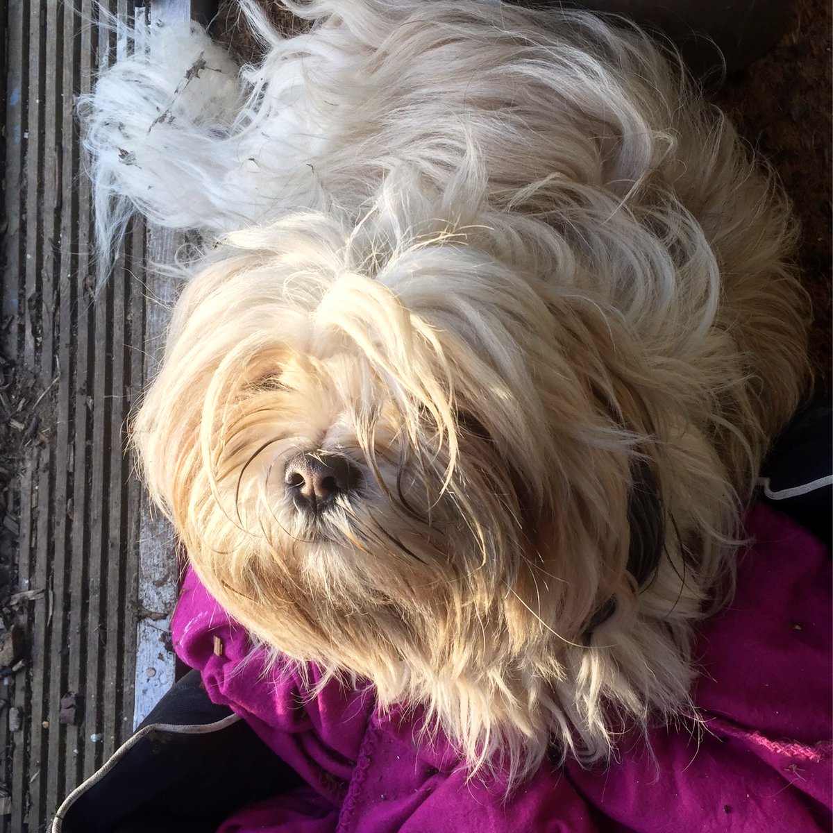 darcydoodledoo's tweet photo. Supervising from the shed. https://t.co/JXpoL1kTub
