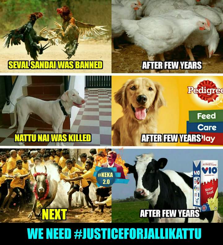vikki209's tweet photo. #JusticeforJallikattu https://t.co/pG6i1MNhlK
