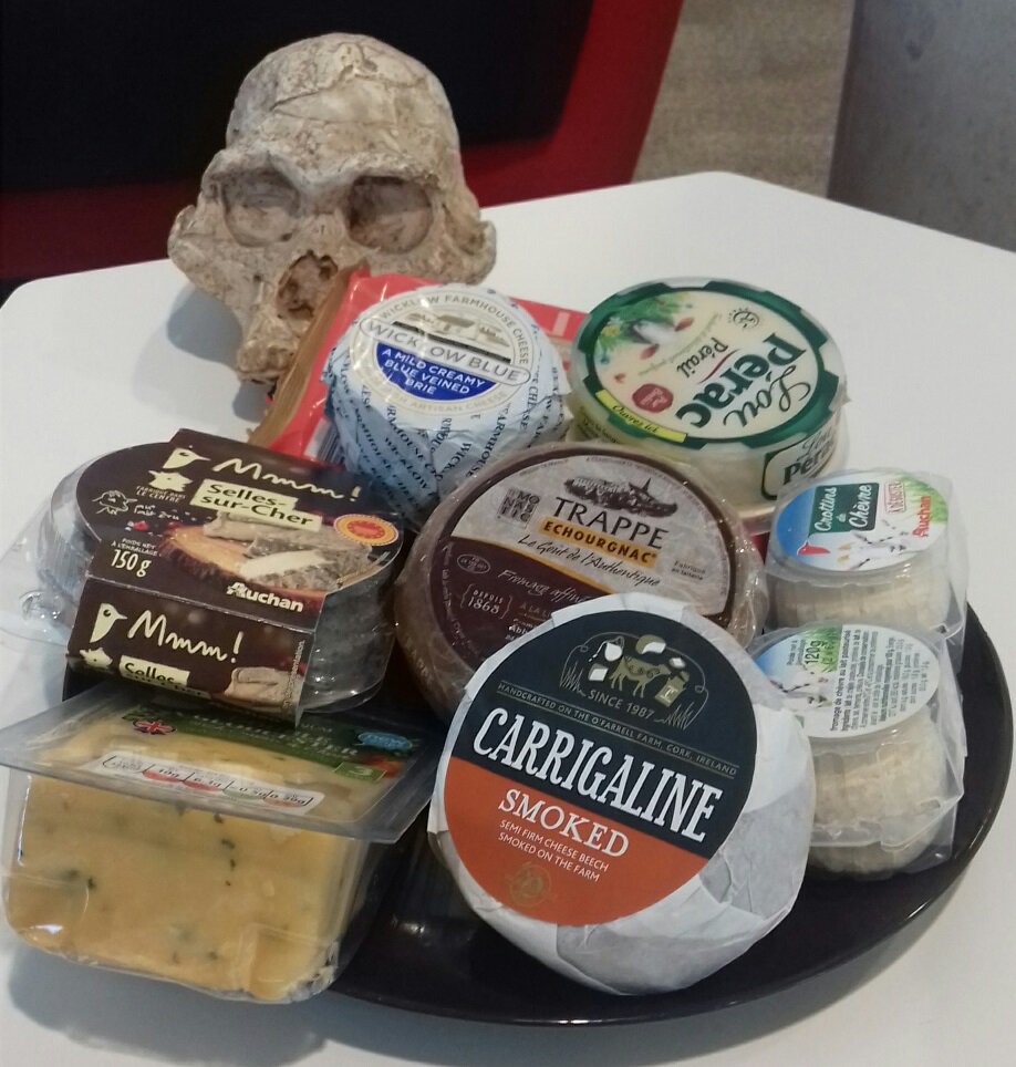 SallyR_ISLHE's tweet photo. We conducted a feeding experiment with Mrs Ples Sts 5 from Sterkfontein, South Africa #australopithecusafricanus #MakeLifeFunnier https://t.co/sWCLzb8t0F