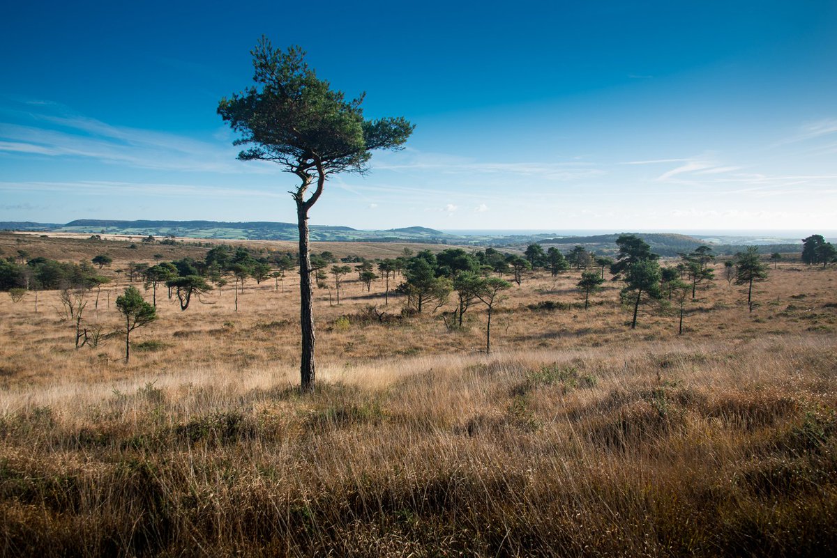 ClintonDevonEstates (@clintondevon) on Twitter photo We're recruiting a Site Manager for the <a href="/PebblebedHeaths/">Pebblebed Heaths</a>, find out more & apply here bit.ly/2iAJFnr #conservation #nature #jobs We're recruiting a Site Manager for the <a href="/PebblebedHeaths/">Pebblebed Heaths</a>, find out more & apply here bit.ly/2iAJFnr #conservation #nature #jobs