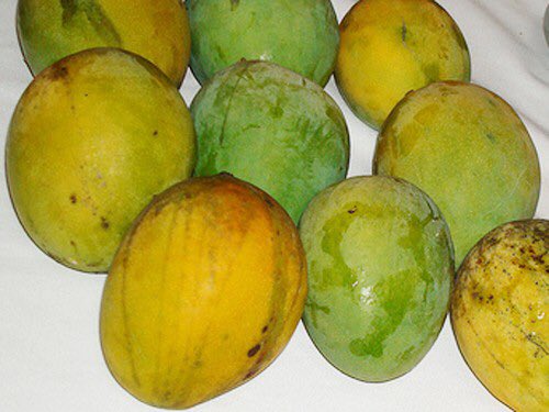 Pebzus's tweet photo. Accurate description of how 3rd cousin taste. Like #GraftedMango https://t.co/KMylNhDzWS
