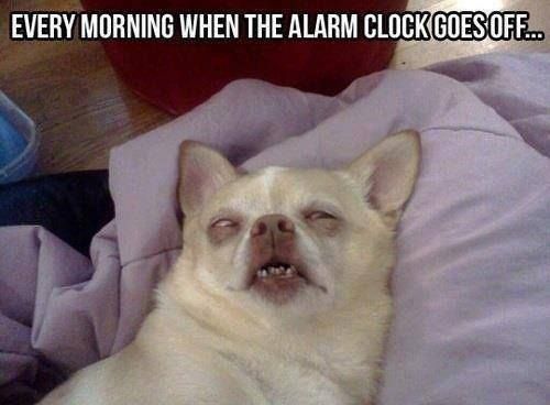 LaughinDude's tweet photo. #funnypics #funnymemes #memes #funny #lol https://t.co/2SVlVQFPfy