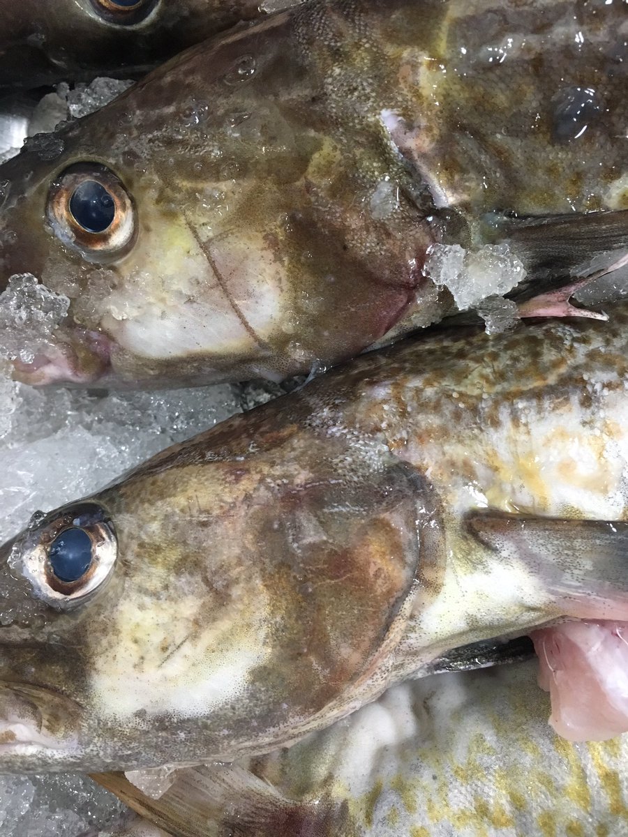 Passion4fish's tweet photo. Absolute beauties as usual. Thanks @cornish_lobster Tiago's busy filleting all your fabulous fish 🔪🐟🔪🐟#quality #CornishPollack #CornishCod https://t.co/PHJU7Z1UUV