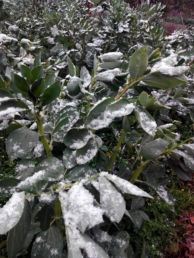 Junta_SantaCruz's tweet photo. Éstas bonitas imágenes nos deja la nevada en nuestra pedanía. https://t.co/wDzFNvvrl4