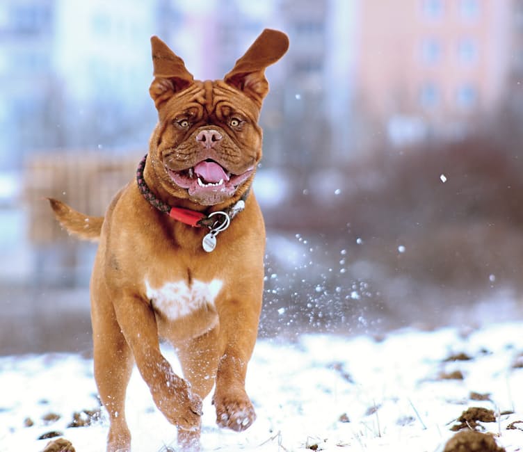 DognewsNews's tweet photo. Ägarens ansvar att uppfostra hunden https://t.co/yshHGZ42P9 #hundansvar #uppfostrahunden #ägarensansvar #hundattack https://t.co/Xb6E7kxfEF