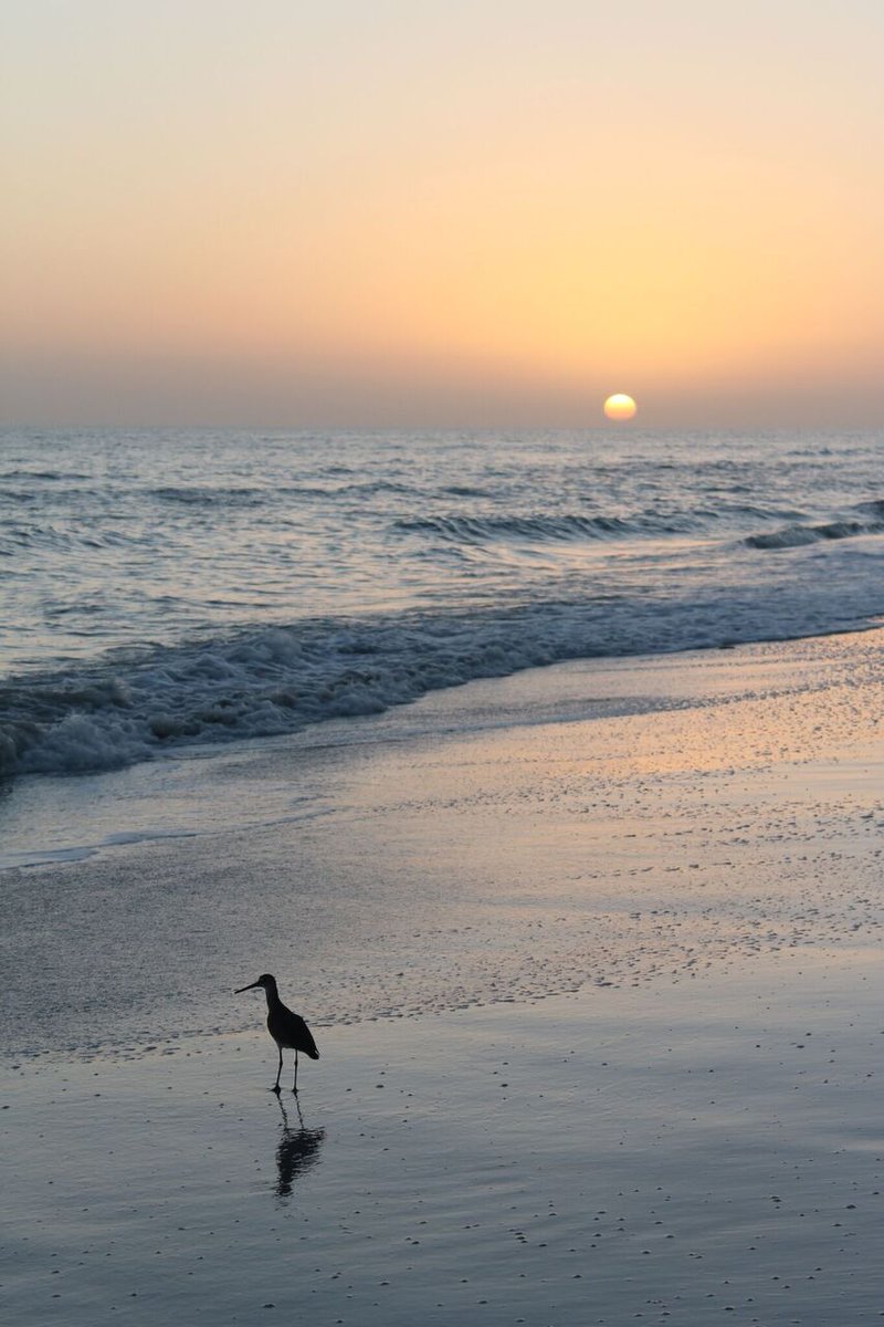 oceansreach's tweet photo. Sunsets on Sanibel are always beautiful! https://t.co/OwKoofRZHu #Sanibel #OceansReach #KimMurphy https://t.co/TRtbD7Fbno