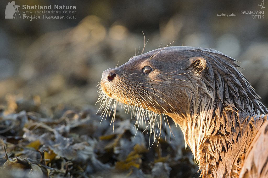 UK Wild Otter Trust (@WildOtterTrust) | Twitter