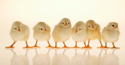 TeamMyna_Rachel's tweet photo. Great to see the #TeamMynaChicks today @SocialMyna @TeamMyna_Hayley @TeamMyna_Becky @TeamMyna_Angie @TeamMyna_Lottie
#6chicks https://t.co/TBjSkcJppL