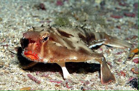 ミノル 相互フォロー歓迎 ガラパゴスバットフィッシュ ガラパゴス諸島に住む魚 なかなかブサイク 唇赤い 泳ぎは苦手でヒレを足のように使って歩く 変わった生き物 ミノル 相互フォロー歓迎 ガラパゴスバットフィッシュ ガラパゴス諸島に住む魚 なかなかブサイク 唇赤い 泳ぎは苦手でヒレを足のように使って歩く 変わった生き物