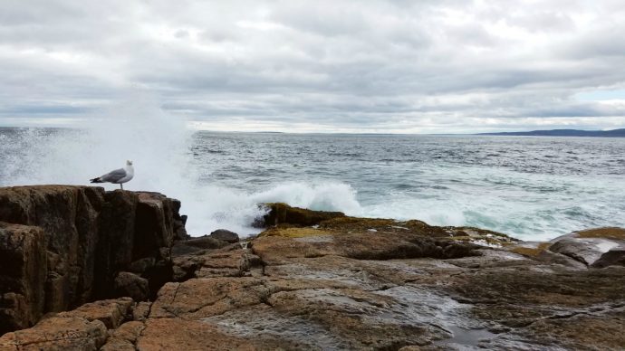 roamtheamericas's tweet photo. Giving a shout out to my home state on this Complete List of US National Parks! @visitmaine https://t.co/I99sLY0noL via @GreenGlobalTrvl https://t.co/J8Ra9DCPKq