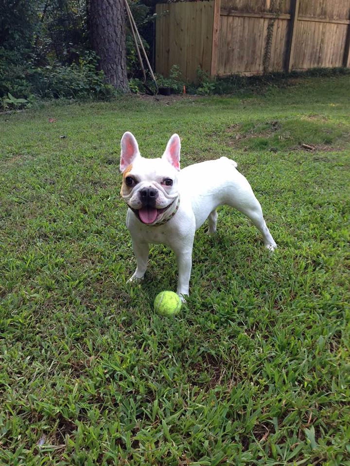 DogPhoriaATL's tweet photo. Wanna play with us at #DogPhoriaATL? #DoggieDayCare #HappyPups #FurFamily #Derby https://t.co/x2wvo35NN9