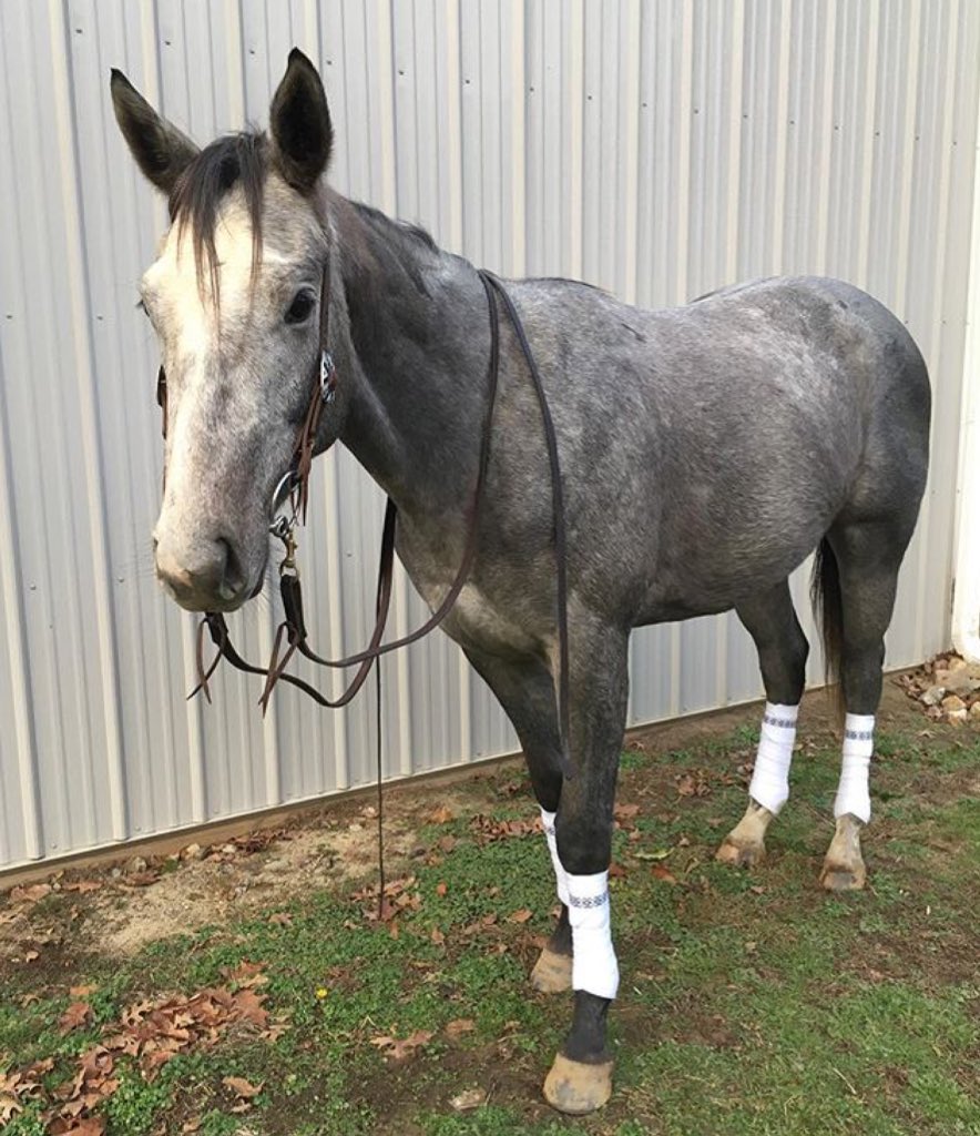 PolozzRUs's tweet photo. Horses wearing their PRU #polowraps!

https://t.co/IJhBcA4ktC https://t.co/dI6KLIkkeu