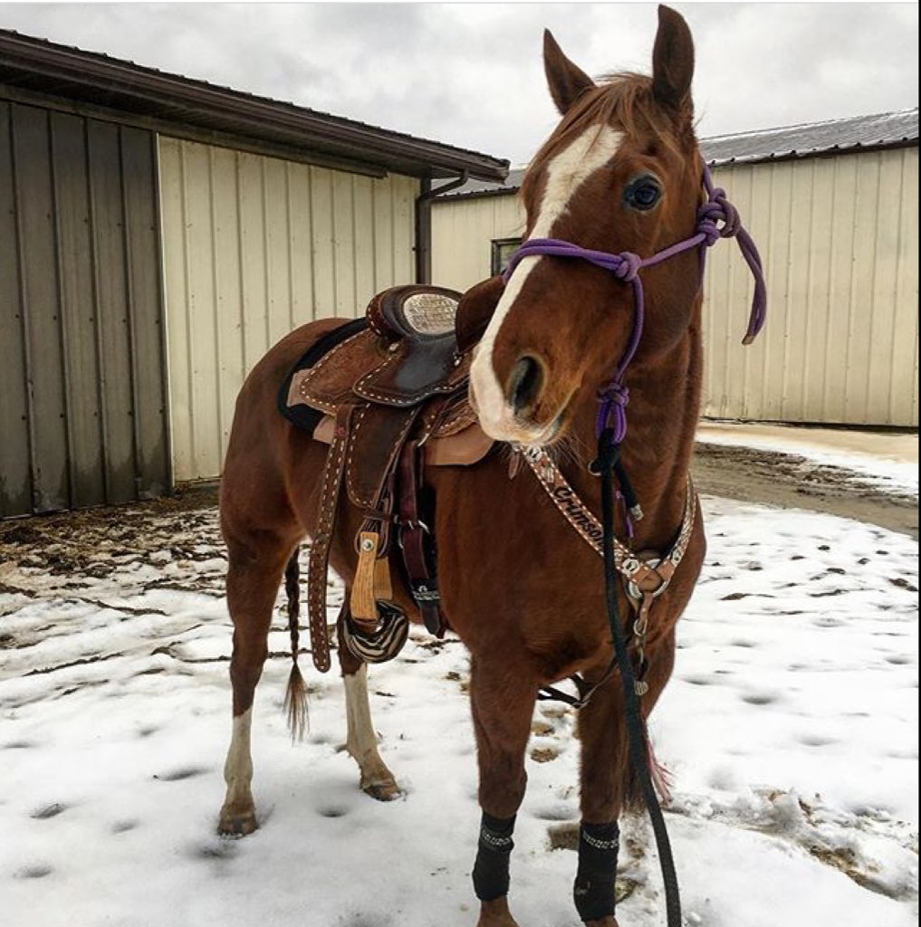PolozzRUs's tweet photo. Horses wearing their PRU #polowraps!

https://t.co/IJhBcA4ktC https://t.co/dI6KLIkkeu