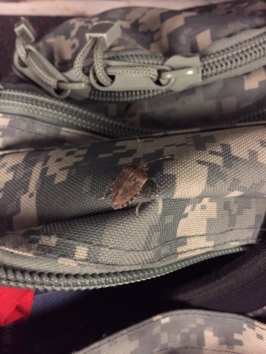 Thomak0's tweet photo. @richfroning @hillaryfroning Something followed me home... Send the exterminator....Lakelyn #BabyBugSquasher https://t.co/udkjuxFEyx