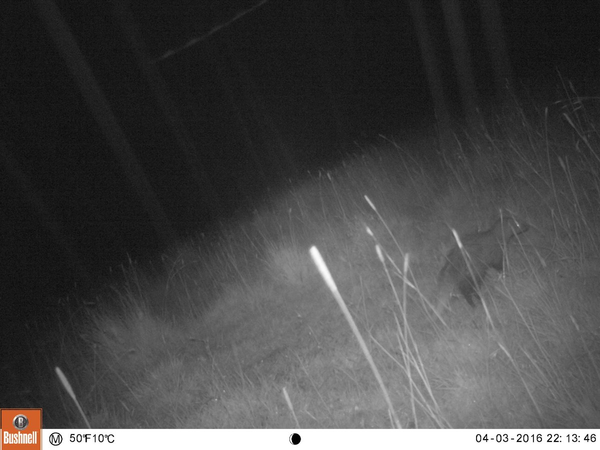 SianGreen92's tweet photo. Yay we are on to 'W', I've been saving this white-tailed mongoose specially! @JamesBeissel #CameraTrapABC https://t.co/HsWIgJgsZd