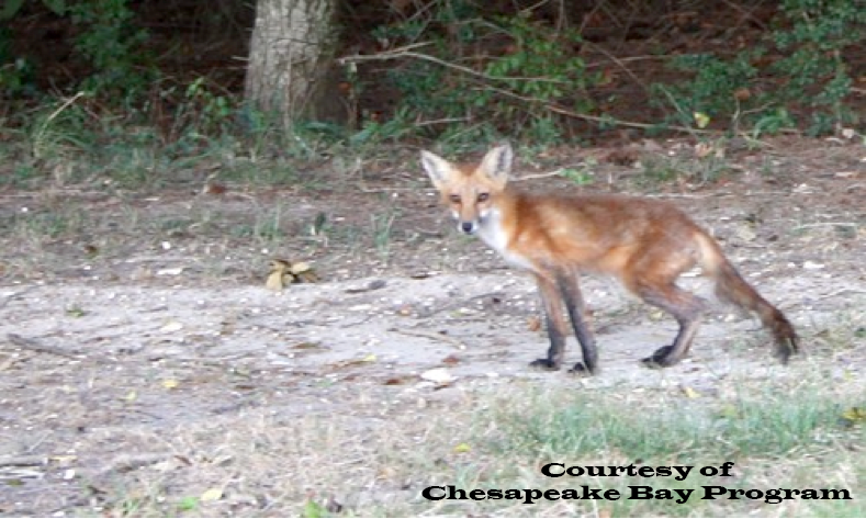 chesapeakebay's tweet photo. The red fox can run close to 30 mph and jump close to six feet high #BayCritters https://t.co/F78necaF8R