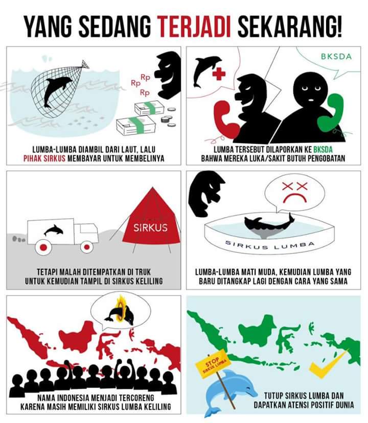 The truth behind the dark Dolphin trade in Indonesia.