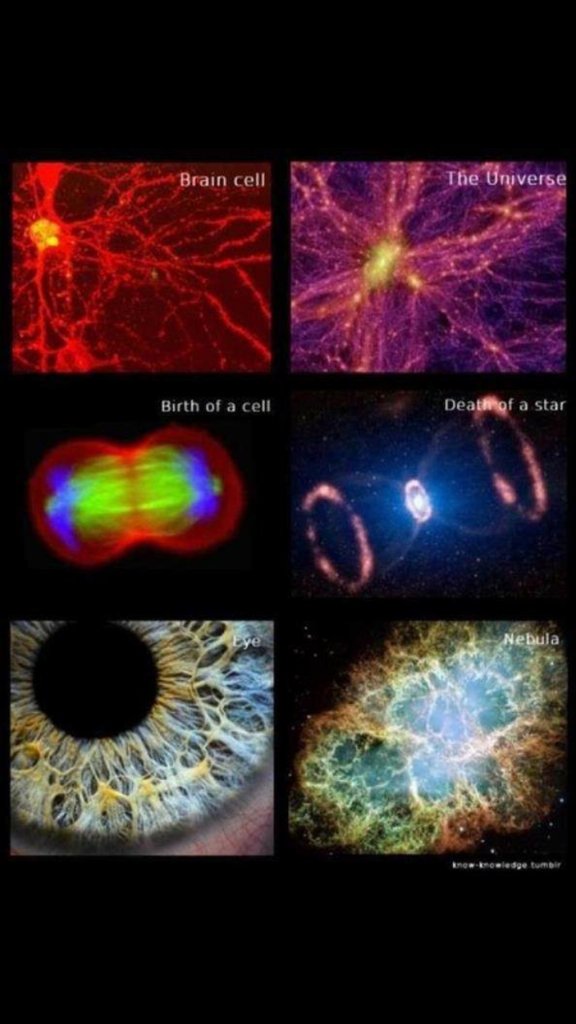 tlovespath's tweet image. One in the same. #universe #cells #stars #weare