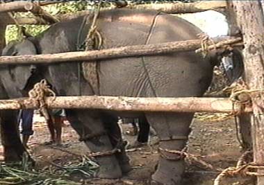 anikasleem's tweet image. Baby elephants are ripped away from their moms &amp;amp; confined in a small space, where they’re unable to move #OpElephant