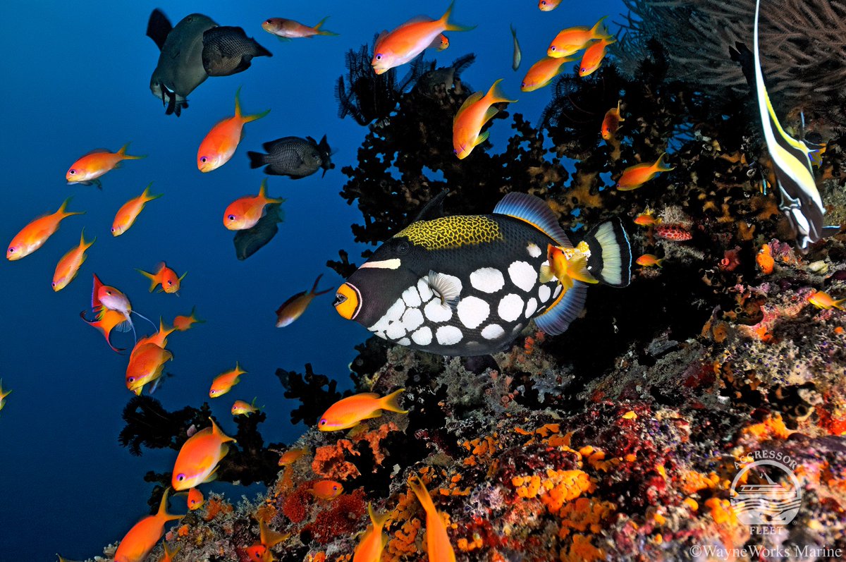 atlantides_p's tweet photo. Besoin de soleil, mer et bulles... Tout ceci à un prix doux. Pensez au atoll du sud aux Maldives: https://t.co/ppBcJXTbVn #plongée https://t.co/j7FHff8L3X
