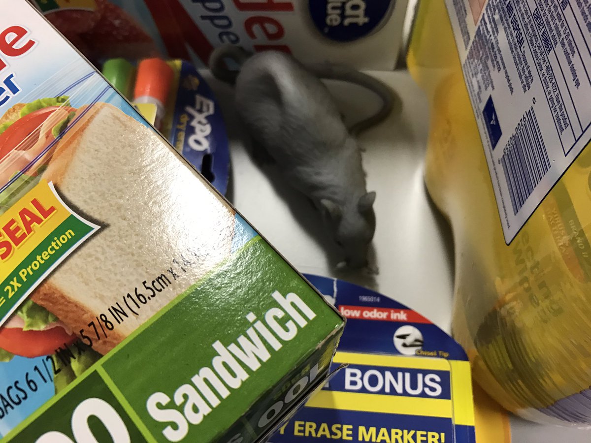 mrsburnapsclass's tweet photo. My kids think they're soooo funny 😬😭🐭 starting the morning with a mini heart attack! #4dfamily https://t.co/rawiEDqCrv
