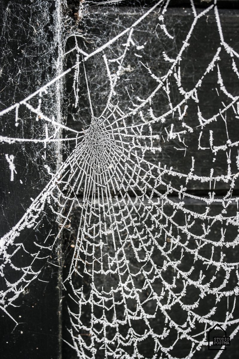 StudioPostma's tweet image. Wat is het mooi buiten! Heb je ook al een prachtige winterse foto gemaakt? #rijp