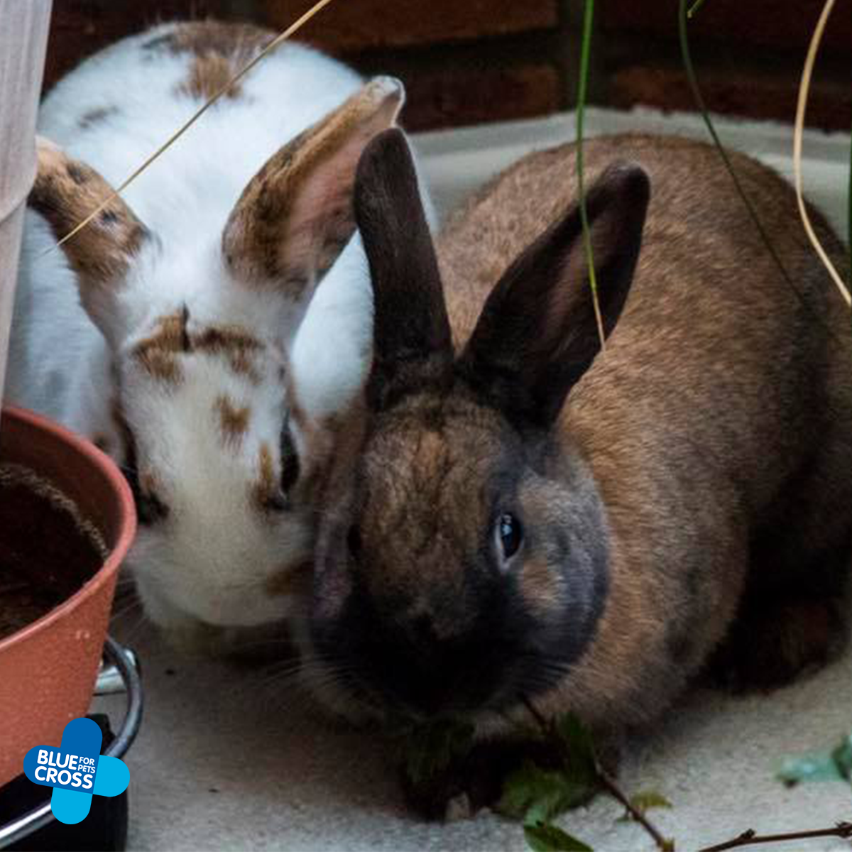 Blue Cross UK tweet media