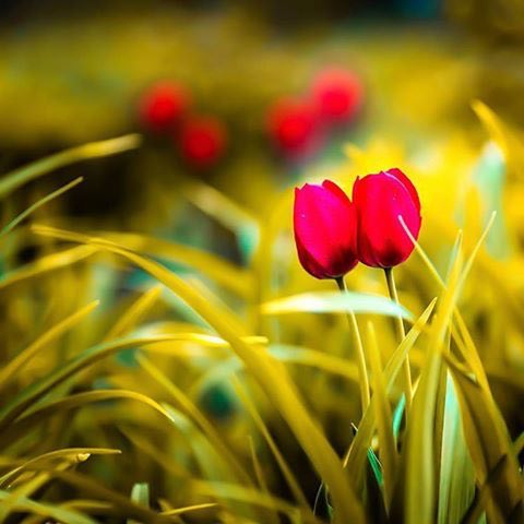 فــدڪ المـوســويّ✤‏ོ tweet media