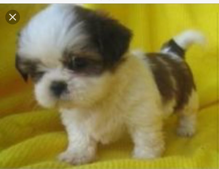 swagbridger's tweet photo. Puppy on my bounce house #cutepuppy https://t.co/c3qi7tdODQ