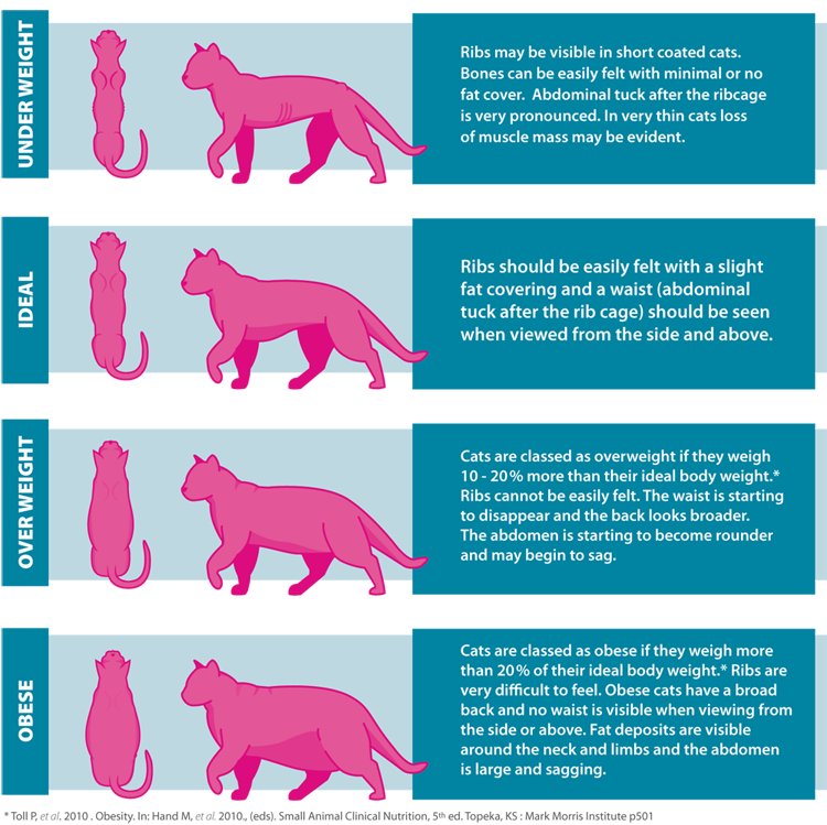 VictoriaVets_'s tweet photo. Are you concerned about your cats weight? Why not follow this handy guide to check where your cat falls on the scale @BestForCats #Cats https://t.co/5ceDHyshpl