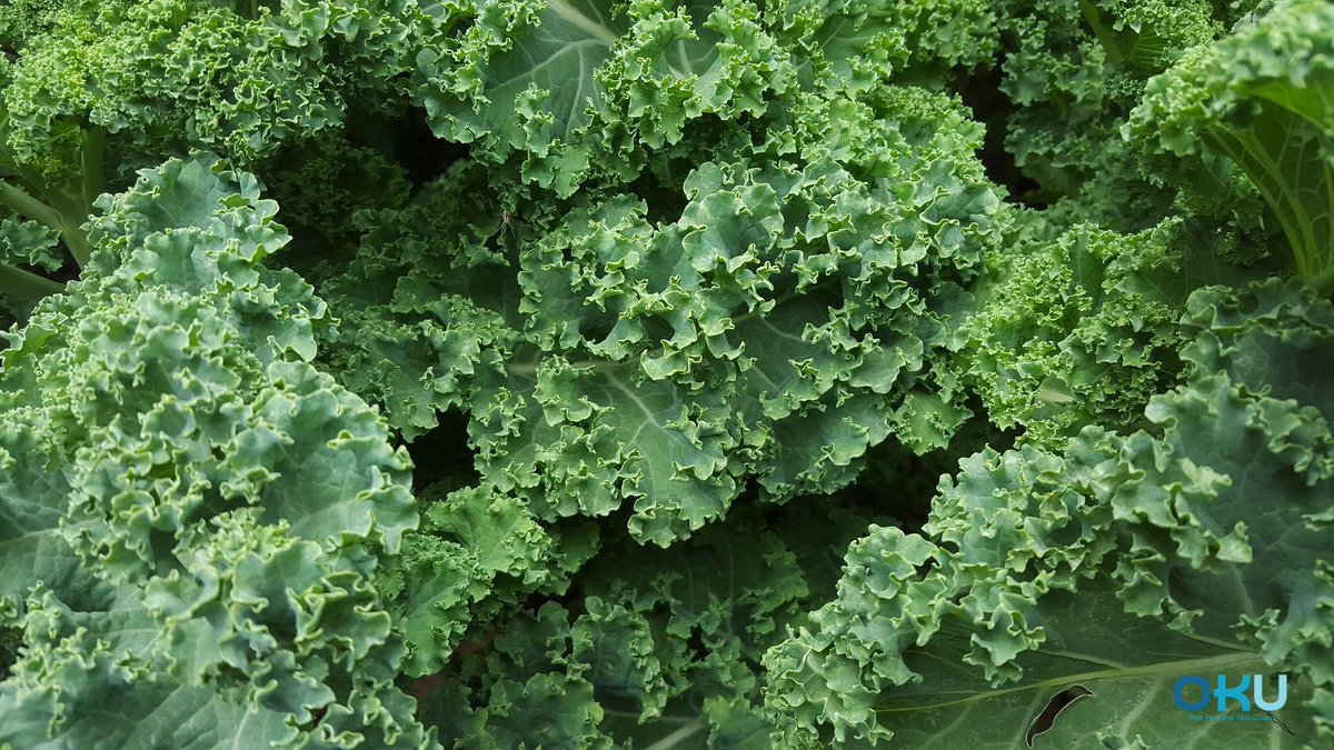 #DIDYouKnow that #kale has more than twice the amount of vitamin C than oranges do?