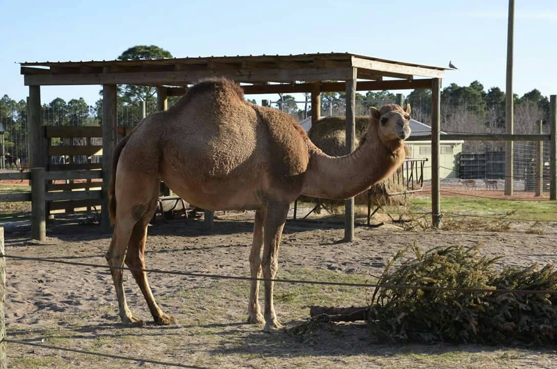 Guess what day it is? Guess what day it is? It's Hump Day. Enjoy the rest of your week.