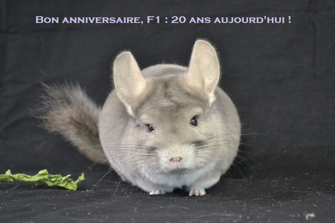 ChichiStoreFr's tweet image. F1CP, mâle Afro Violet exceptionnel, fête aujourd'hui ses 20 ans ! 
Bon anniversaire !!!
