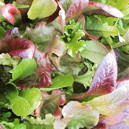 Happy lettuce ready for harvesting 

#urbanfarm
#organic 
#local