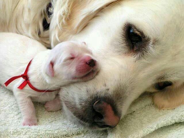 Precious Love 🐾🐶❤