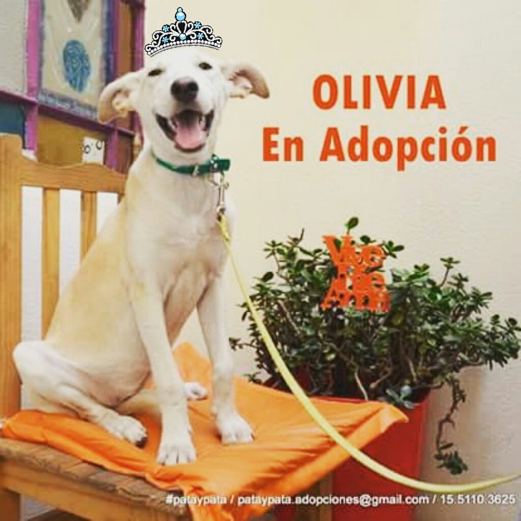 pataypata's tweet photo. Buscamos casita para #BombonaOlivia, una cachi de 4 meses ♡. @pataypata @elcampito @refuasis @Proyecto4Patas https://t.co/FQVoeagvHV