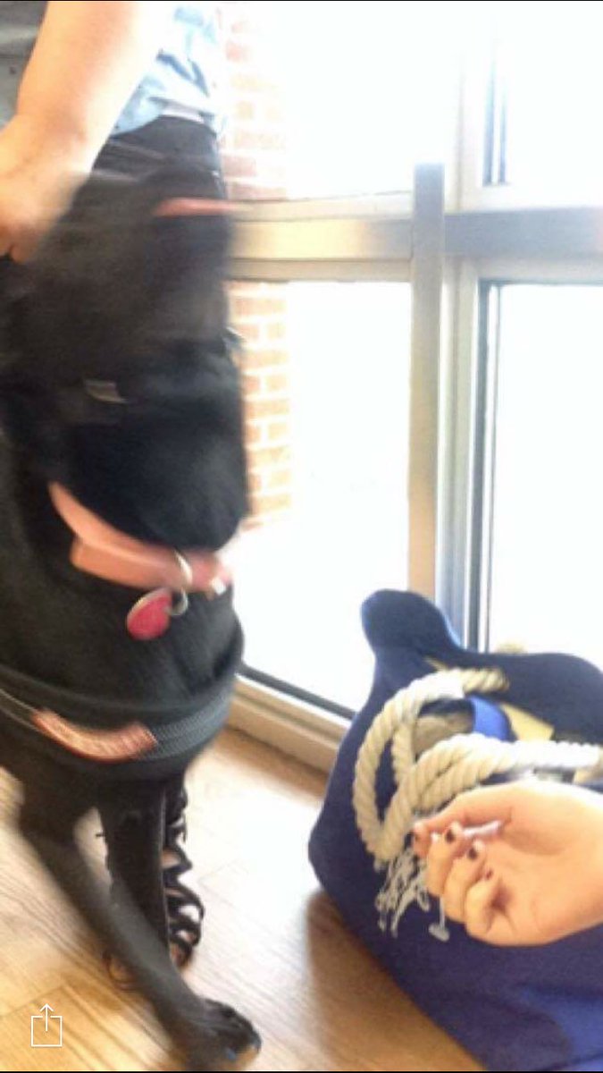 womanofthewilds's tweet photo. Throwback to one of my friends trying as failing to get a picture of Cinder on her first day of school with me #servicedogproblems https://t.co/nERTWNARQd