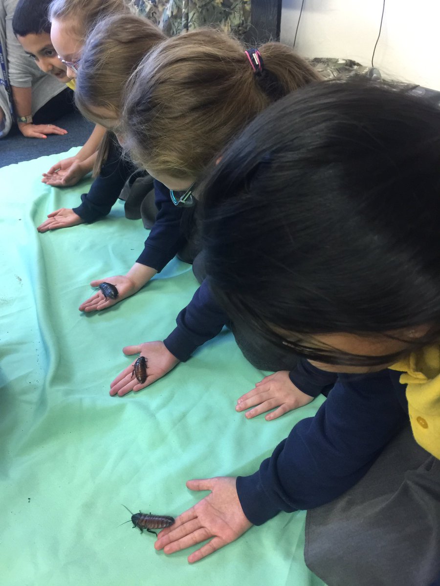 Stantclayton's tweet photo. Hands on learning in yr2 @LionLearners .Creepy crawlies all over the place.We made so many new friends.🐛🐜🕷 https://t.co/ylQ6FYEucQ