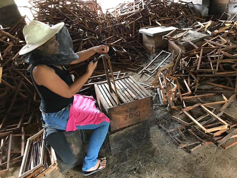 UMNBeeLab_Squad's tweet photo. Frame repair in a 4000 strong Africanized bee operation in Tipitapa, Nicaragua. #nicabeeexchange #impressive #learningaboutbees https://t.co/pJRufWtHS4