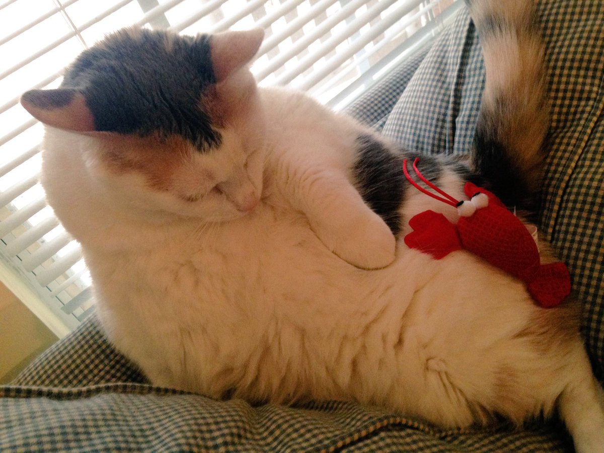 Daisy_Hills's tweet photo. #frumpycat https://t.co/u0BjNguIkt