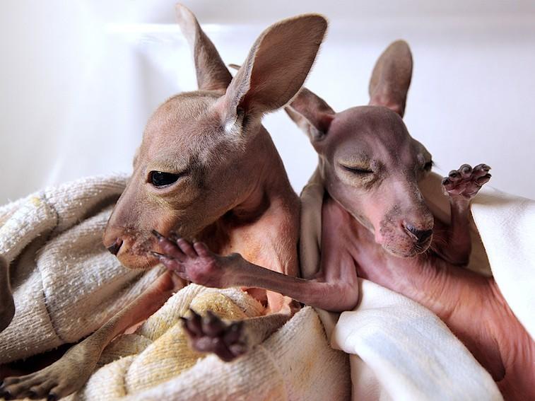 NatGeoAnimals's tweet photo. Did you know a young kangaroo will stay hidden and feeding in its mother's pouch for about the first 190 days? #KangarooDundee 12/11c https://t.co/0IQ7oHqEQk