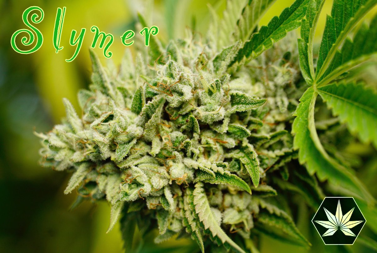 icon_cannabis's tweet photo. #Slymer....
#IconCannabis #GenoLife #HempLife #CannabisCommunity https://t.co/0IjUY478nB