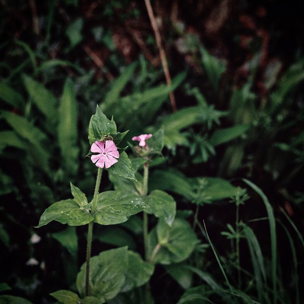 // Wild Campion ( 8 / 9 ) ift.tt/2k1o18s