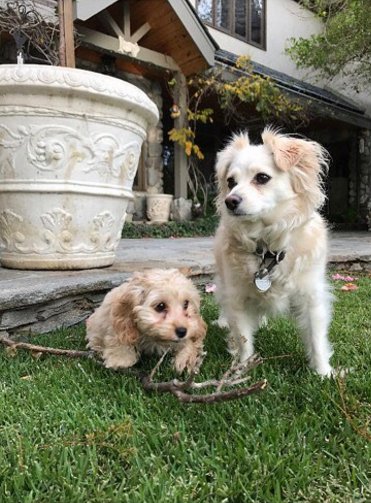 HamillMillie's tweet photo. Awe and I love you baby sis. Welcome to the Hamill family ☺️💘@MabelHamill @chelseahamill @HamillHimself https://t.co/XPVpbuGXvq