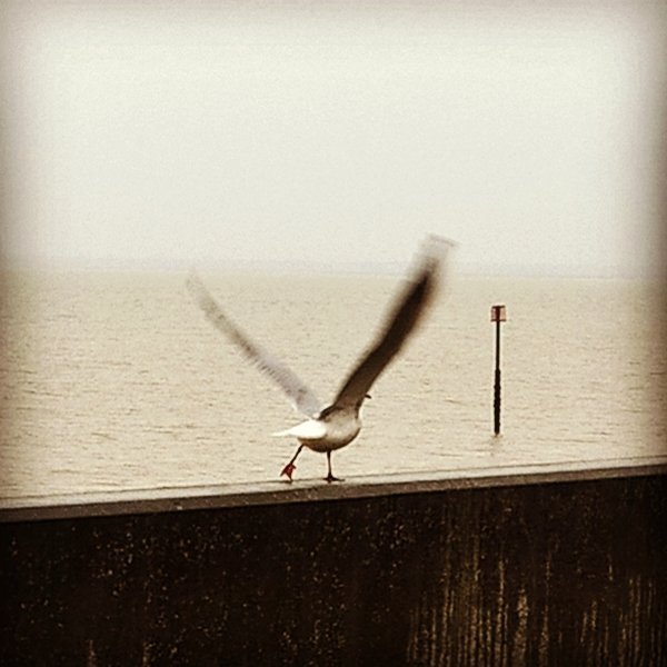 HayleyForrest4's tweet photo. I even got a fab pic of a seagull....have you read Johnathan Livingston seagull Lis? Everyone should 😍 https://t.co/pcTJaFzskE